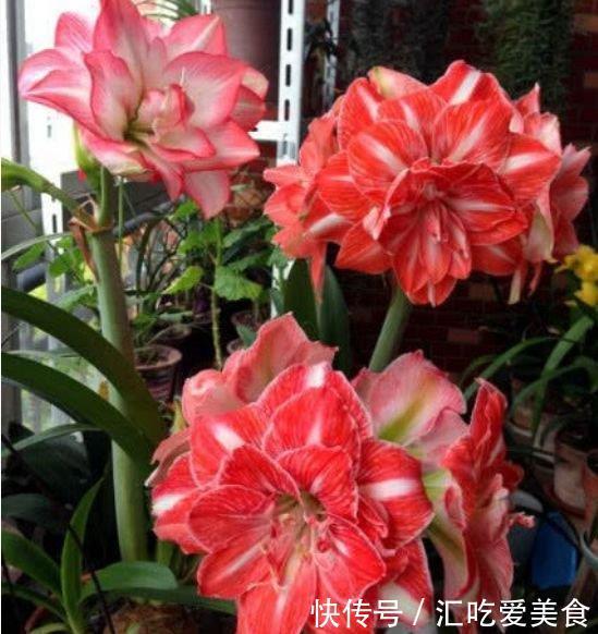 4种花是花卉中的佼佼者,好养易开花,花香四溢飘满屋,美爆了