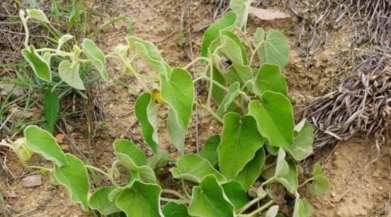祛湿|农村最为神奇的野草,用它泡酒可以预防疾病,可祛湿缓解关节疼痛