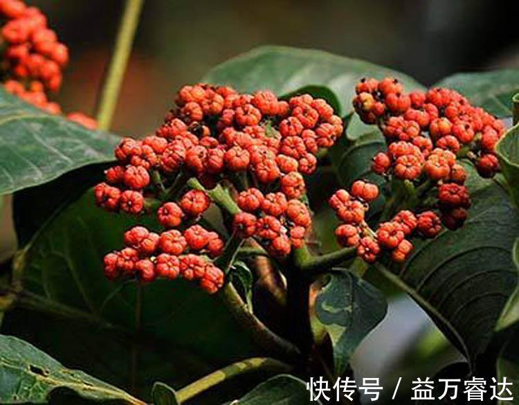 调理|虚寒胃痛、腹痛、胁痛、疝痛、口舌生疮，就要用这红豆豆调理