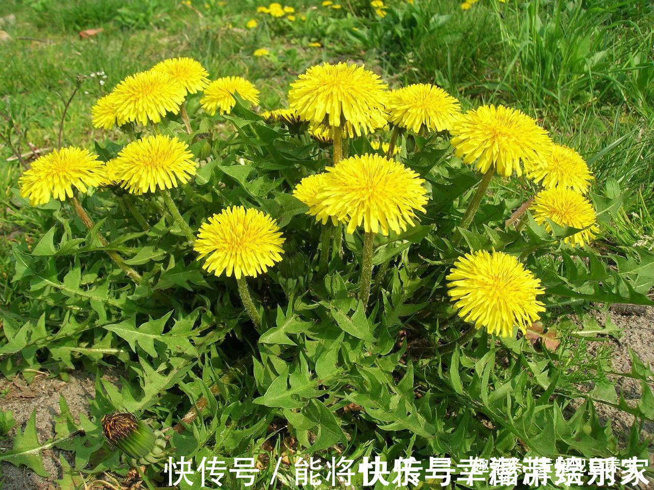 维生素b12|女性不想皱纹爬上脸,不妨多吃此物,小肚子不鼓了,皮肤更显年轻