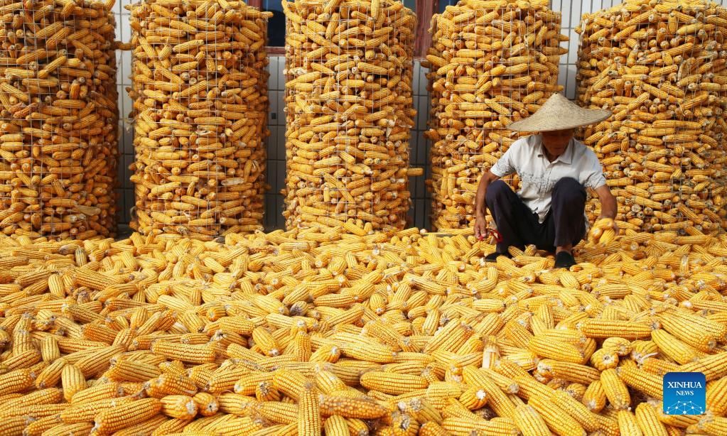 lion|China reaps bumper 2021 harvest with grain output up 2 pct