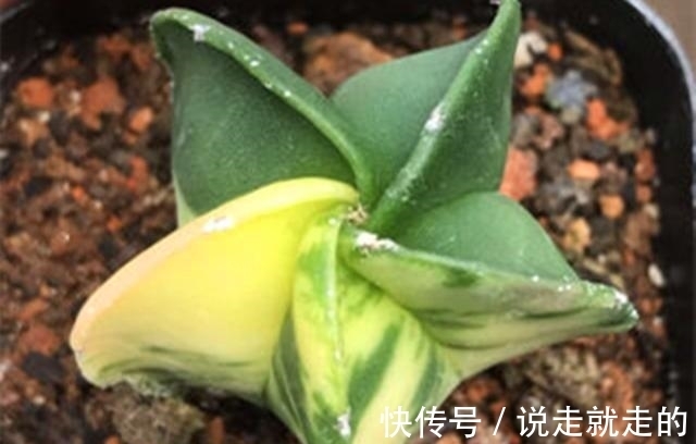 来客|这些星球属的多肉植物,宛如神秘的星空来客,奇异而美丽