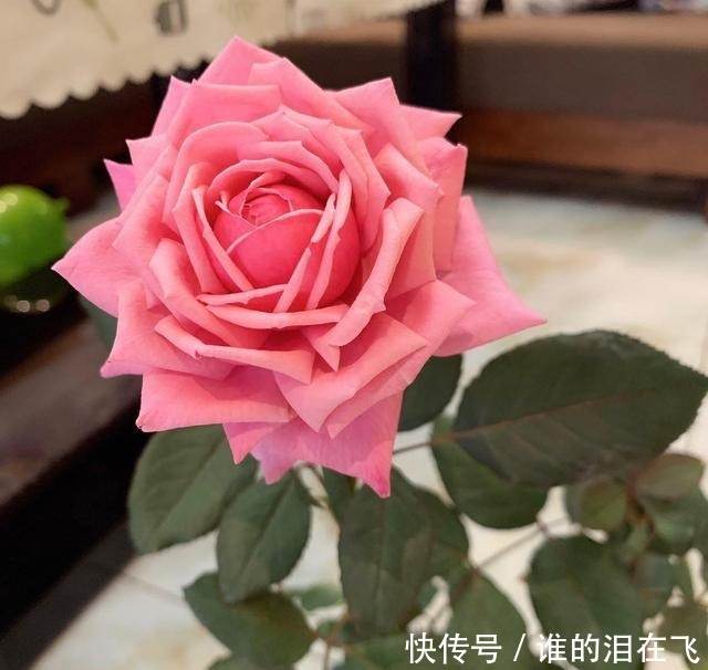 八种以“香”闻名的月季花，花开一朵，满屋子香气，养护也简单！