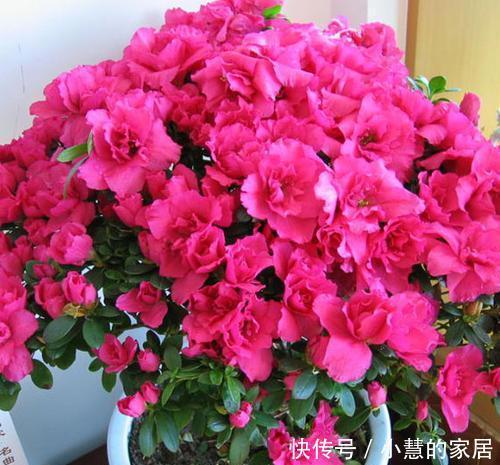 杜鹃花|公认难养的2种花,老花农也难养出状态,养花新手慎养!
