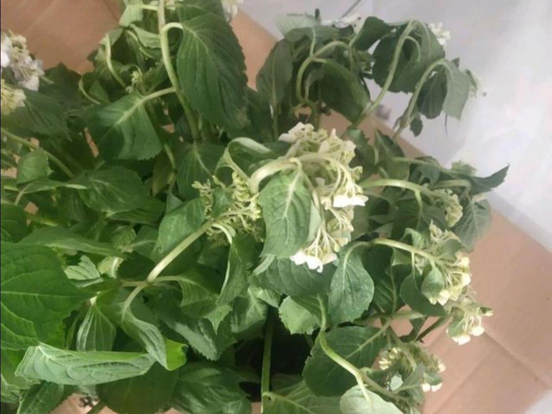 盆栽|夏天花卉被晒蔫,切记不要马上浇水,否则难救活