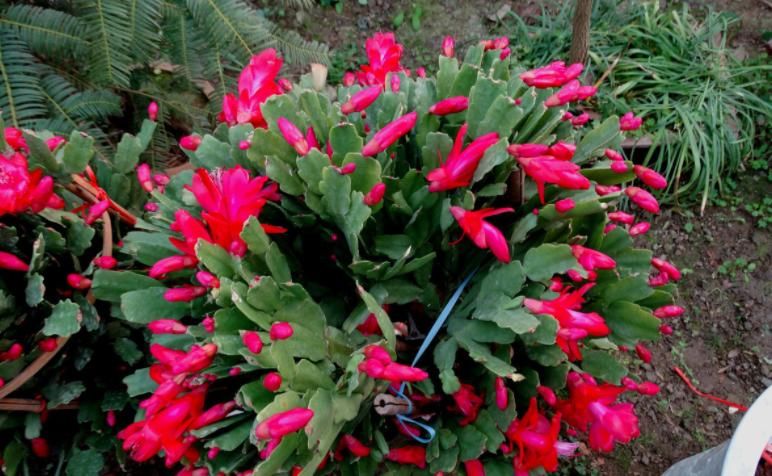 养蟹爪兰不能少了“这3样”，好好用，盆栽开花多又美