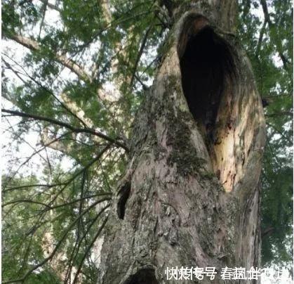 碰碰香|不管有钱没钱,家里养这十种植物,招财镇宅又养人