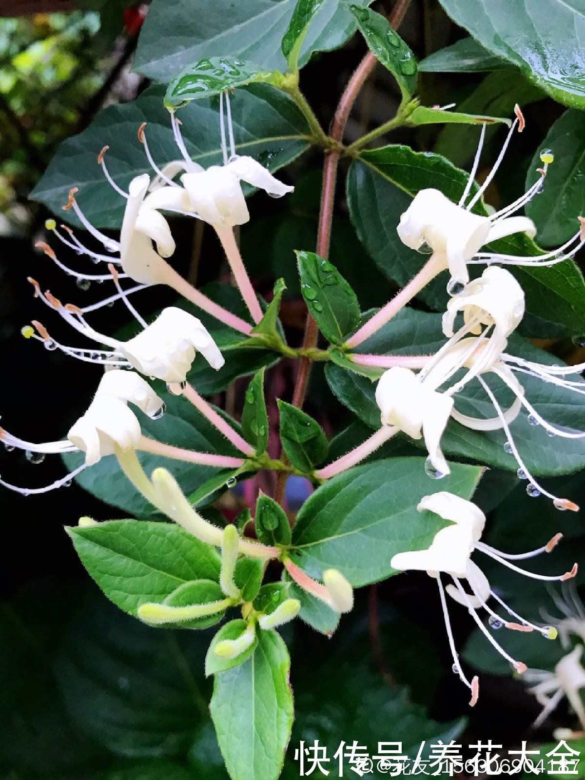 金银花|老中医爱养的4种花,堪称植物“百宝箱”,养人养身心