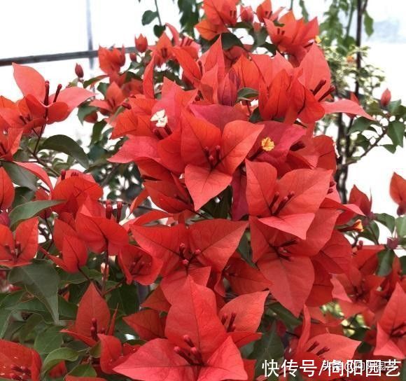 北方地区|家里的三角梅，放在院子里暴晒，风吹雨淋，开花依然超多