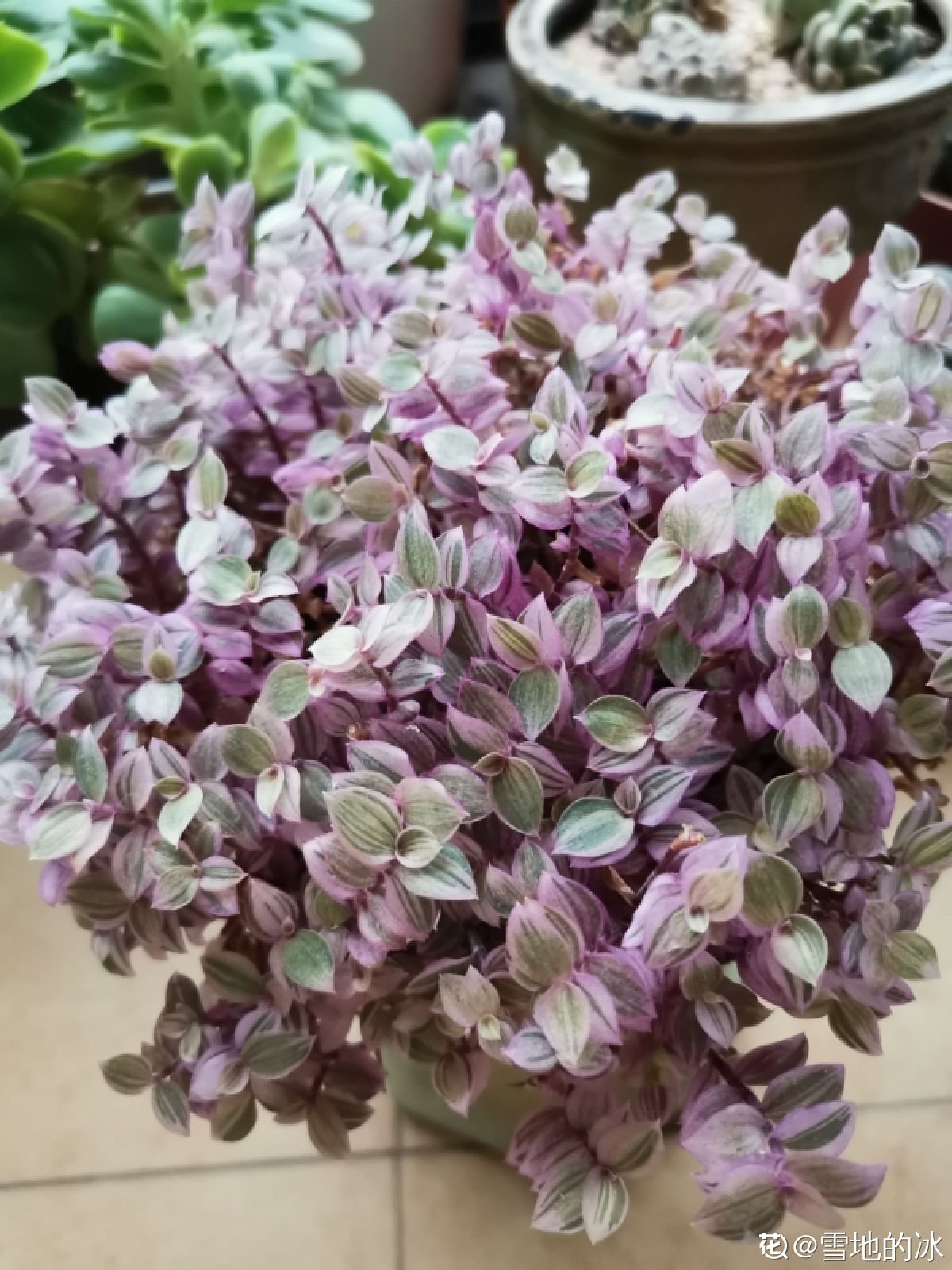 枯萎|一盆胭脂云，颜色粉嫩像“仙女”，秋天上色特好看