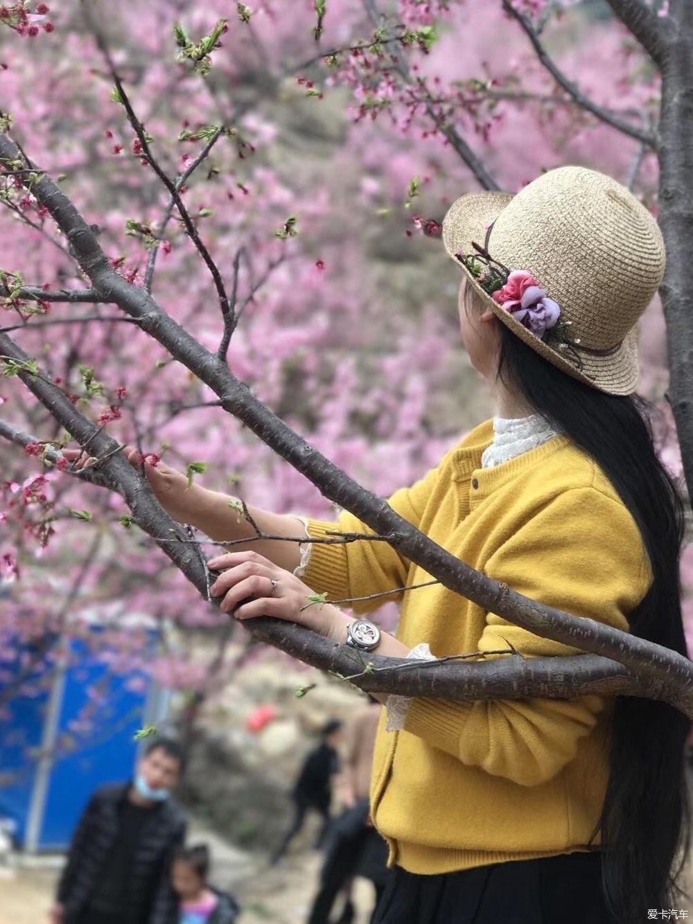 邂逅那片花海