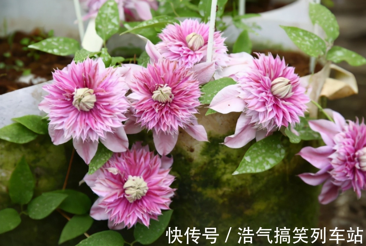 光照|想不想铁线莲春天开爆花?学会3点,轻轻松松开爆盆