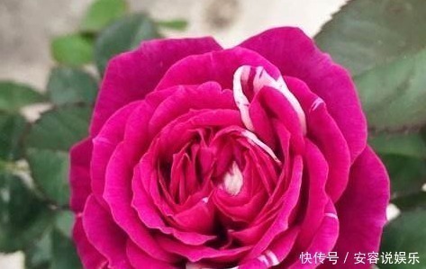 月季|新手养花,就养堪比“开花机器”,比牡丹艳,比木香花还香的花卉