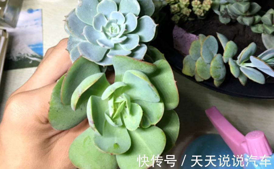 徒长后的多肉该怎么处理?砍头、扦插,按这些步骤操作准没错