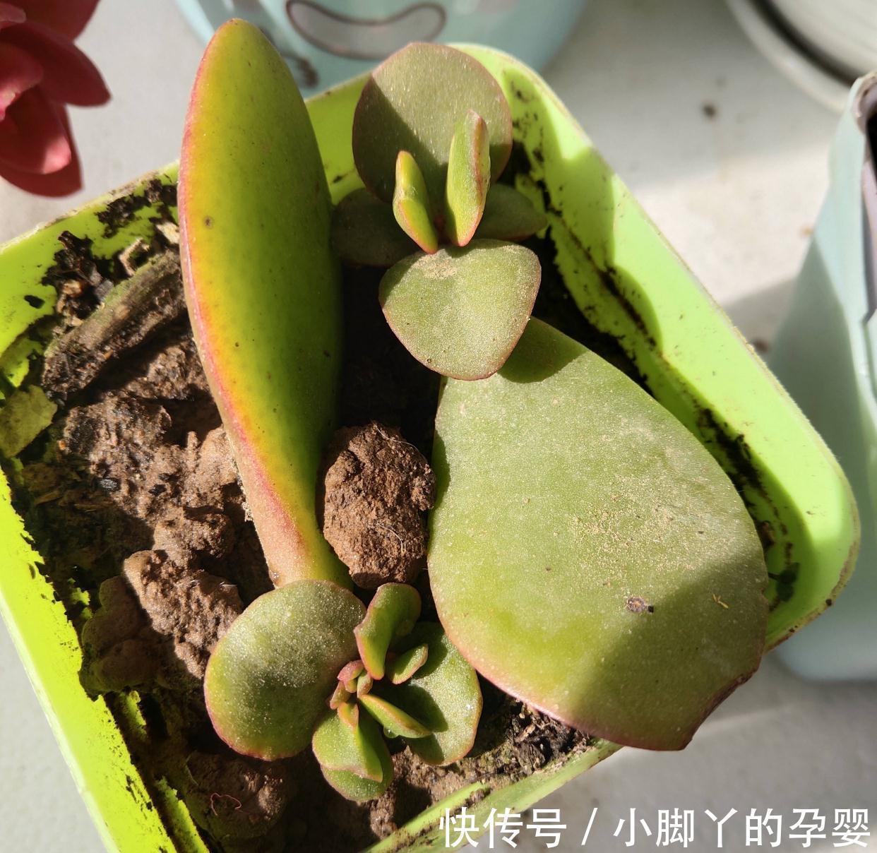 4种花,漂亮皮实又好养,用一片叶子也能扦插繁殖,绝了