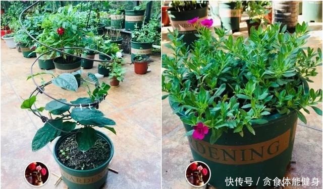 旧筷子、塑料瓶子别丢，稍微用点小心思，都是养花神器！