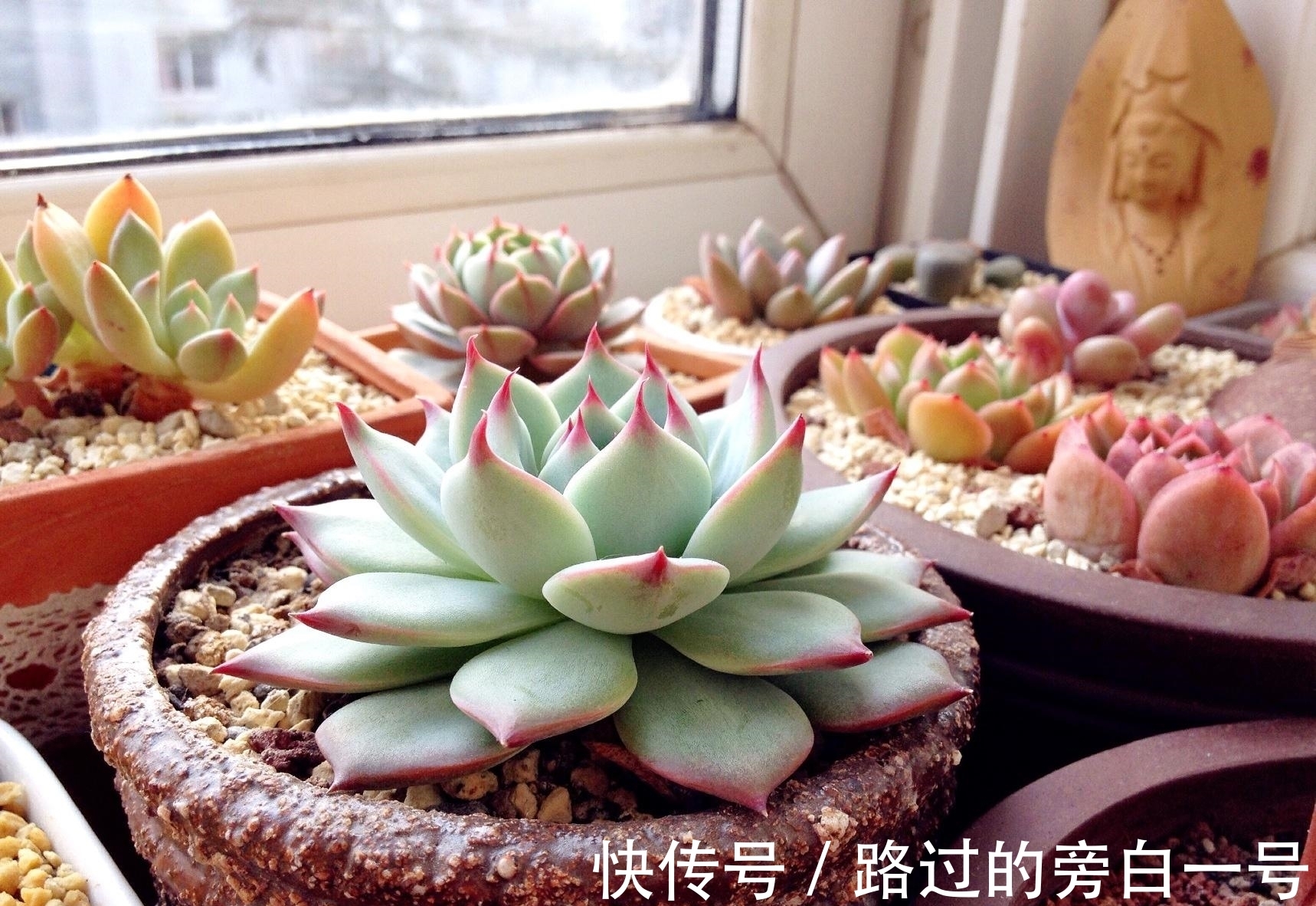 浇水|多肉植物如何浇水？养多肉需要注意的几个点，分享给你