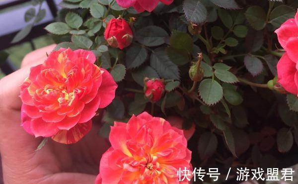 养花试试这款,多种颜色的花朵会在同一株植物上绽放