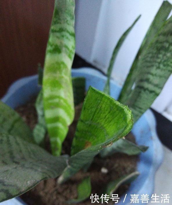 这花太好活,撸把叶子撒土里,3天生根,7天长芽!