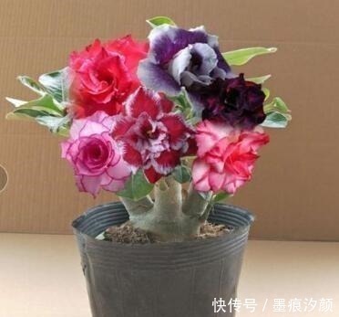 沙漠玫瑰|时间少就养“2种花”,开花很漂亮,30天不浇水也“死不了”!