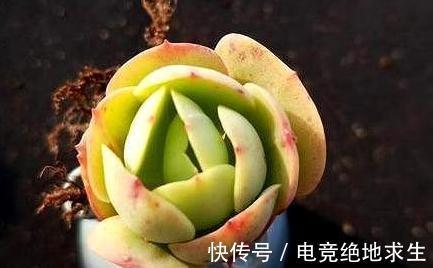 养不死的多肉植物碧桃,别称鸡蛋莲花,浅谈其老桩如何换盆