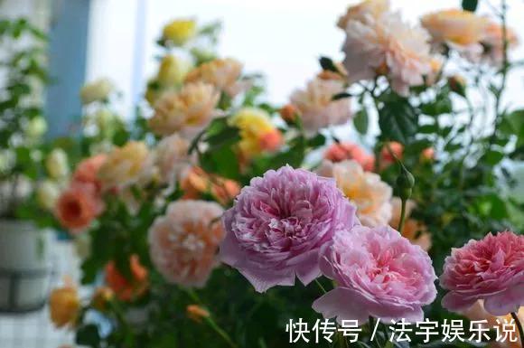 养花|淘米水啤酒水,真不如这种水,养花一绝,浇一盆旺一盆