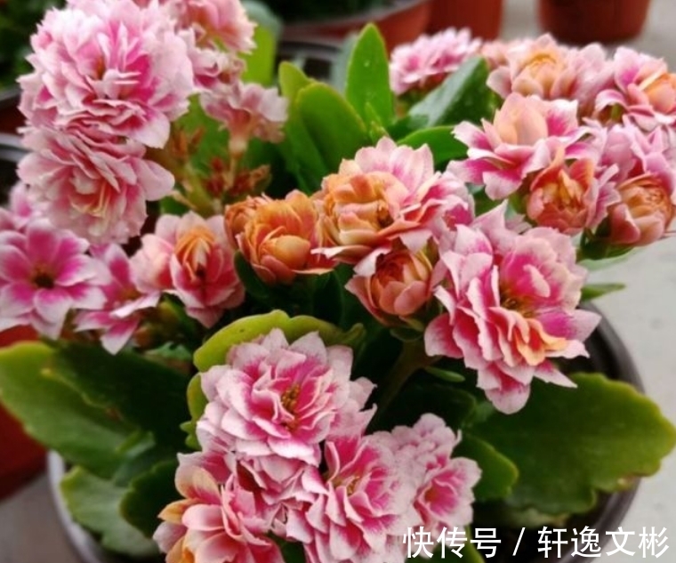 长寿花还不开花?换个位置,再施1种肥,花苞长满盆,呼呼开花!