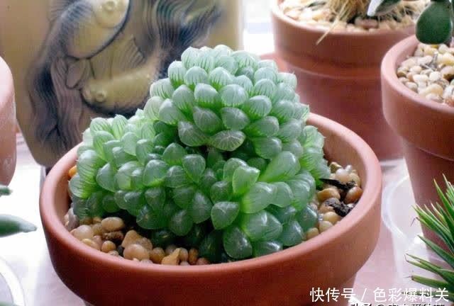 人气很高的4种“多肉”,一眼就入坑,萌得心肝颤,好养又好看
