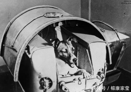 1957年,苏联将一只3岁的流浪狗送入太空,后来怎样了?
