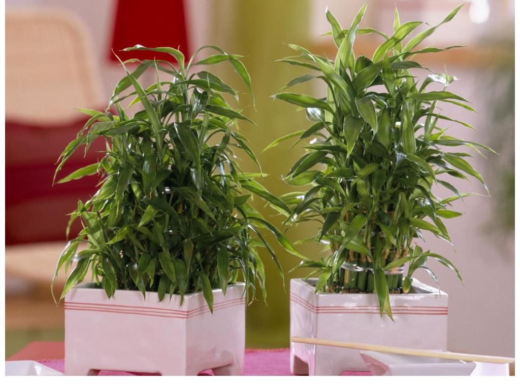 卫生间|卫生间里味大受不了？养上这几盆，异味消失