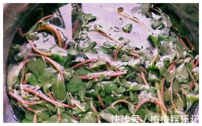 营养成分|经常用马齿苋煮水喝,5个好处不请自来,下次试一下吧