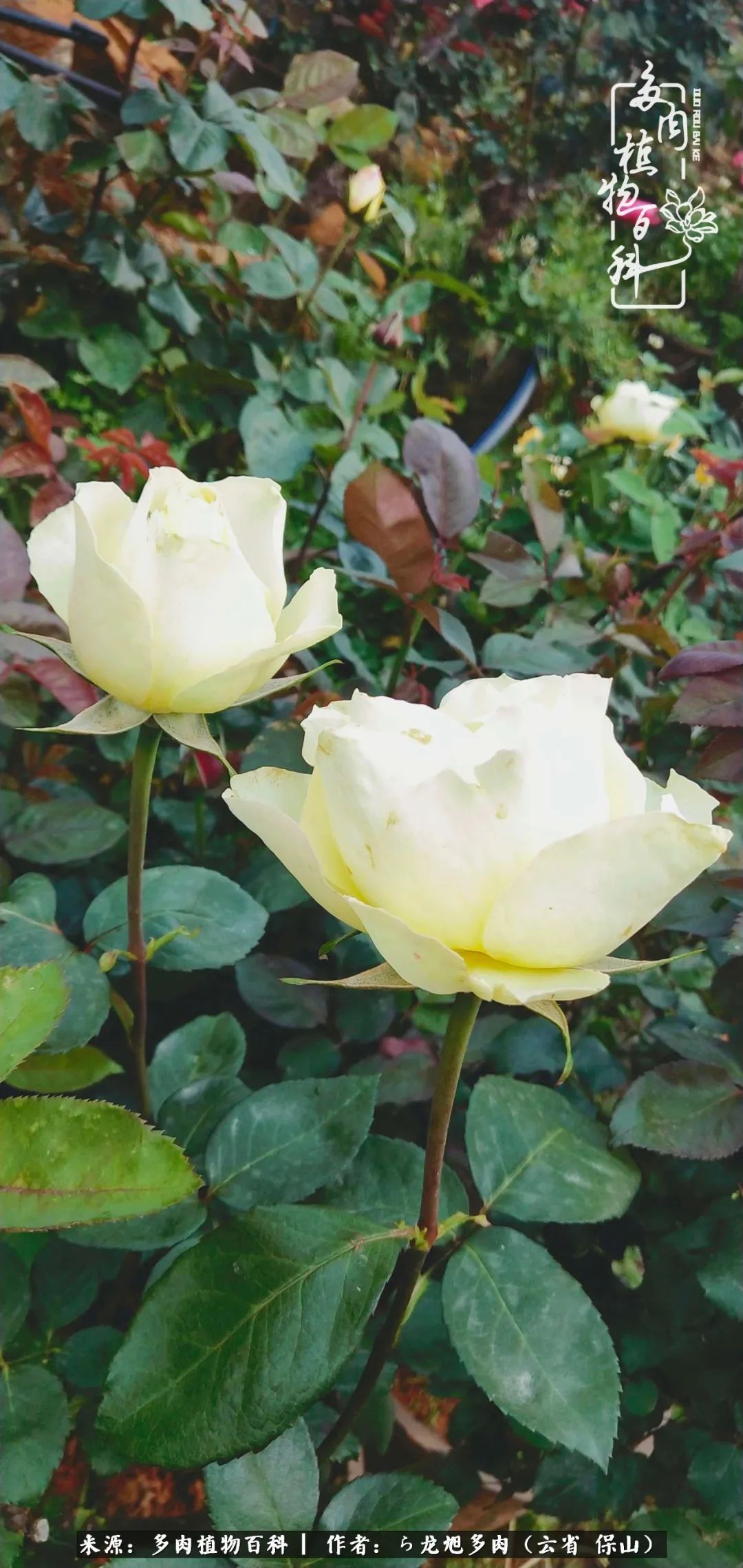 叶片|美了，美了！当秋天的风吹向你我的多肉！