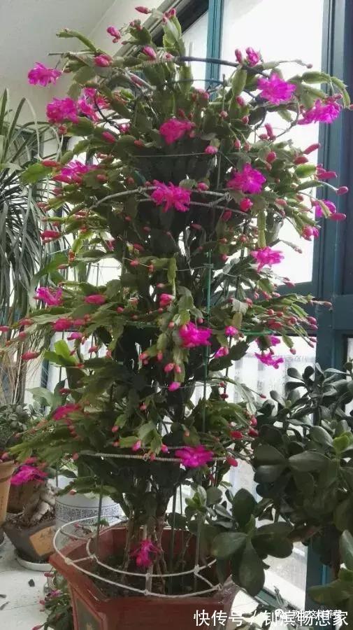 蟹爪兰用它嫁接2米高,一学就会,花量暴增还不烂根!