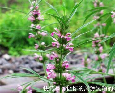 薄荷|女人想要老得慢,脸上少点皱纹,3种野菜,养护子宫,越吃越年轻