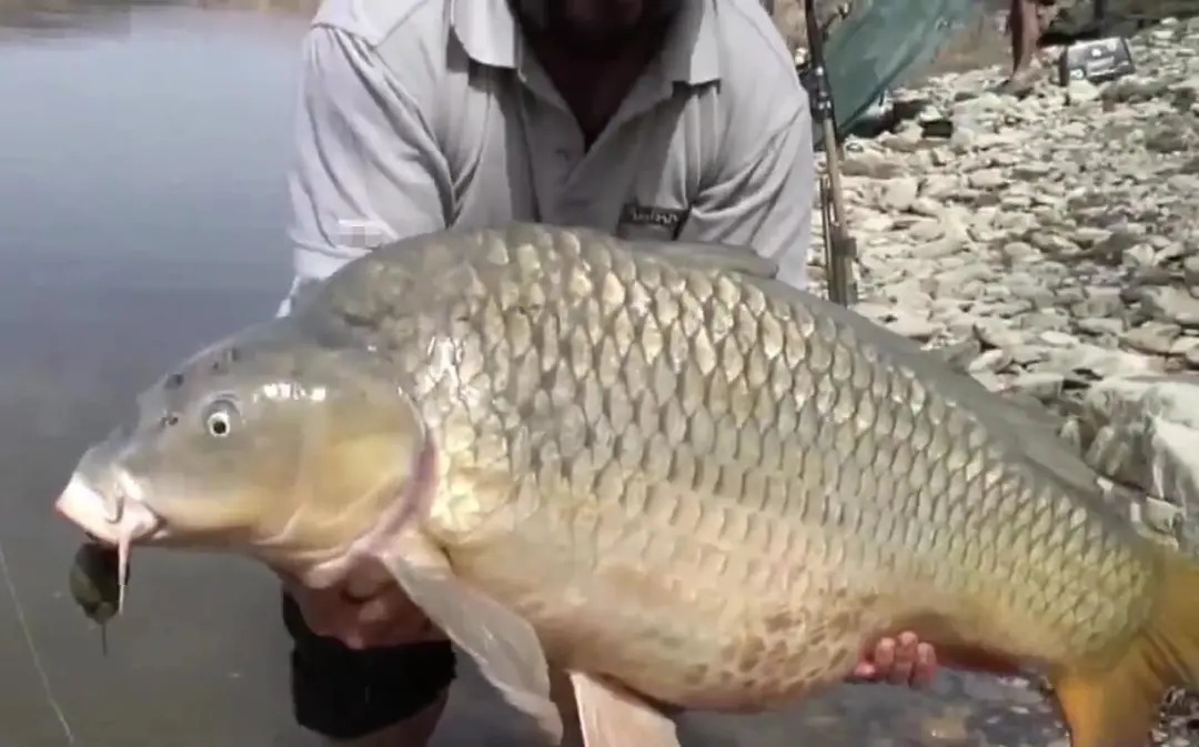 出现这几个迹象时，说明大鱼已经进窝了，赶紧抛竿中鱼！