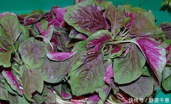 菠菜|人称“长寿菜”,过去常用来喂猪,但含钙比菠菜高,看见别扔