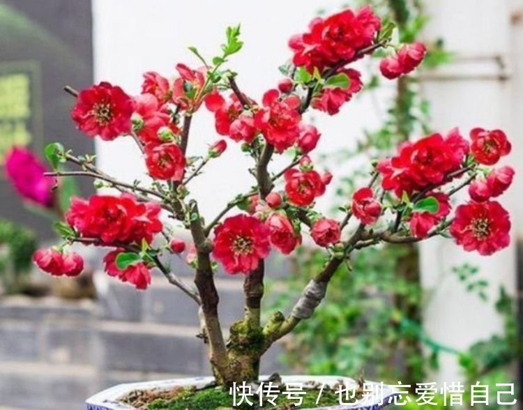 最受欢迎的花，开花超漂亮，花期还长，一养就是好几盆！