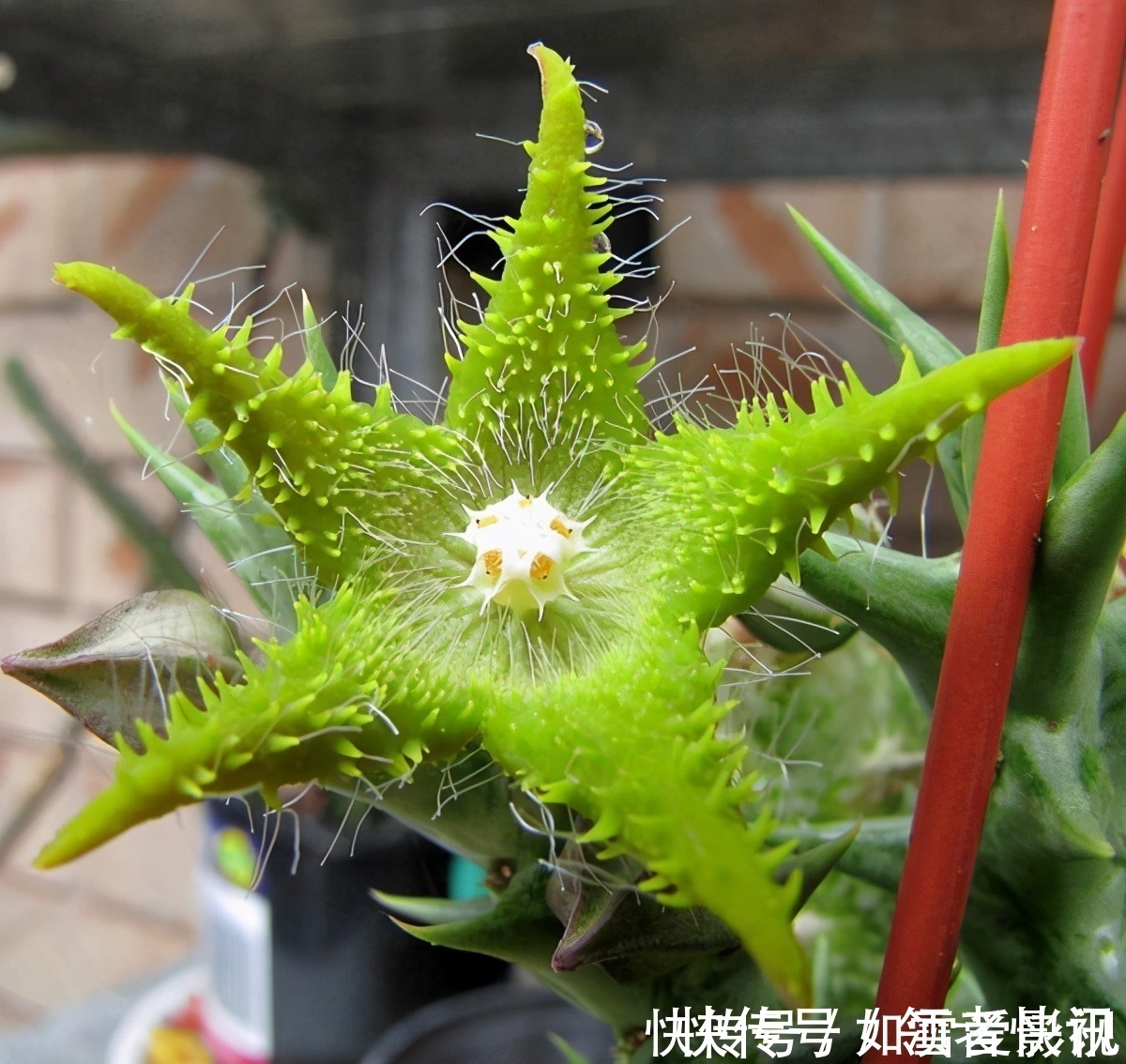 养这几种花太省事了,放在阳台晒太阳,少浇水还能开花