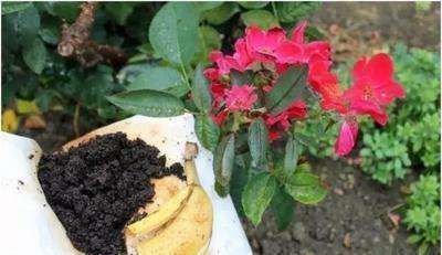 花盆|2块香蕉皮，捣成粉末，花盆撒2把不黄叶不烂根，开花爆盆挡不住