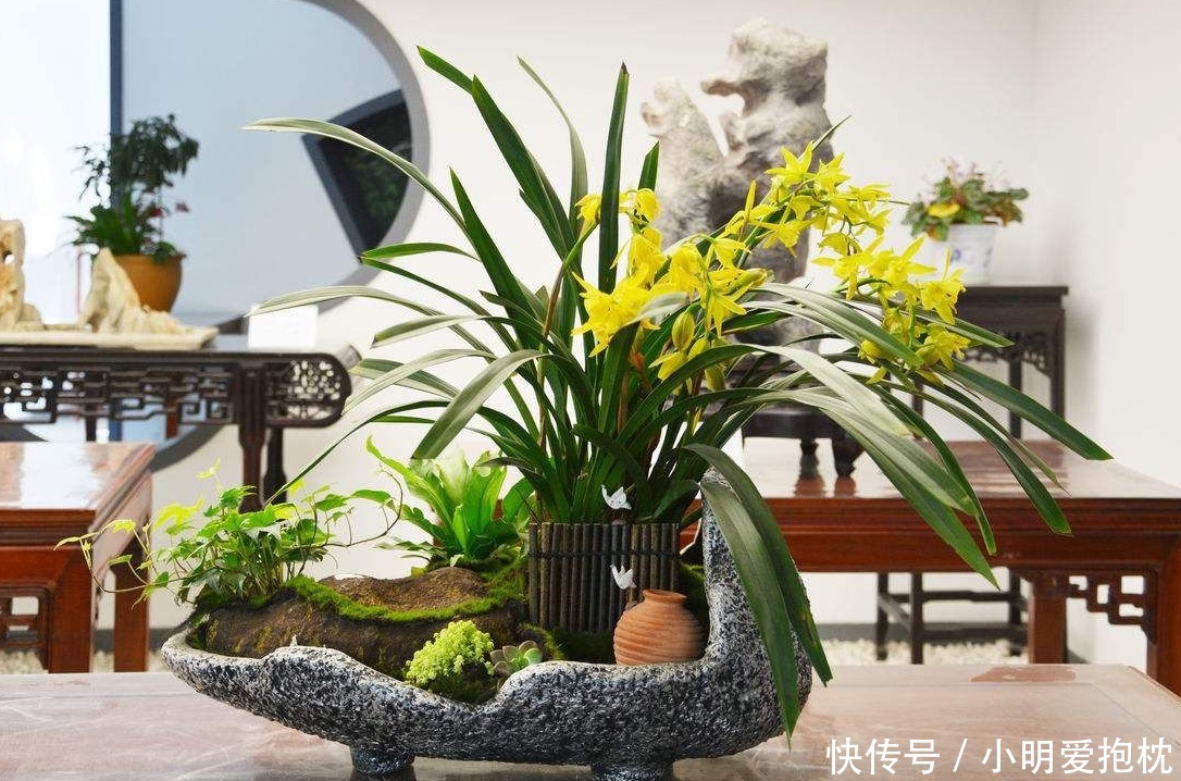 植物|没出现这些情况,天热一换盆土,植株就没命