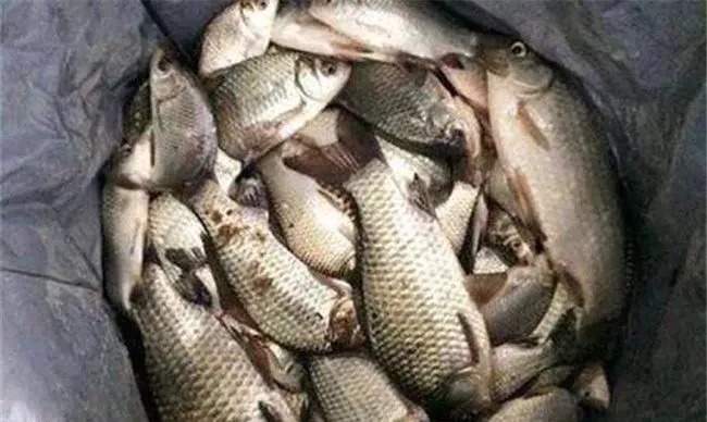 秋季鲤鱼、草鱼没口？这几个技巧让你钓鲫鱼也能过瘾