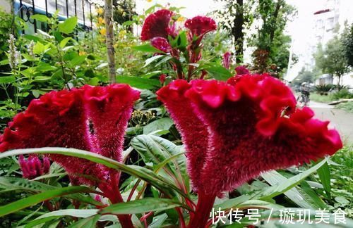 红鸡冠花|养肝不花药钱:3种食物坚持食用,肝脏一天比一天好