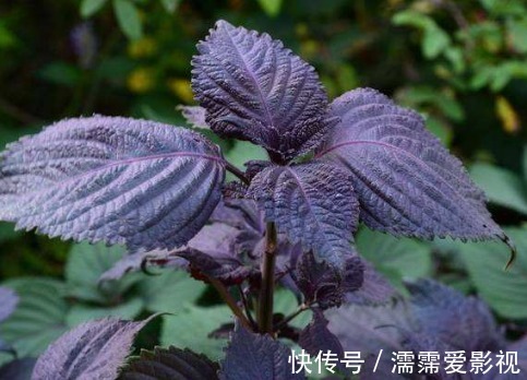 风寒|这种植物叫做紫苏，对人体的好处多多，在中医历史中影响非凡呢！