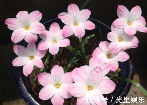 在家中养护花卉,就选择长势茂盛,花色艳丽,开花繁多的5种花卉