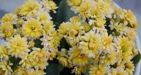 75个长寿花品种，一个比一个美，一起来认识一下吧！