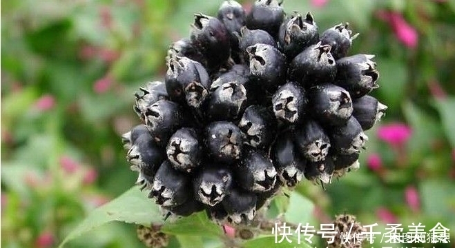 农村|农村的“刺拐棒”赛人参,肝不好失眠多梦用它泡水,一觉睡到天亮