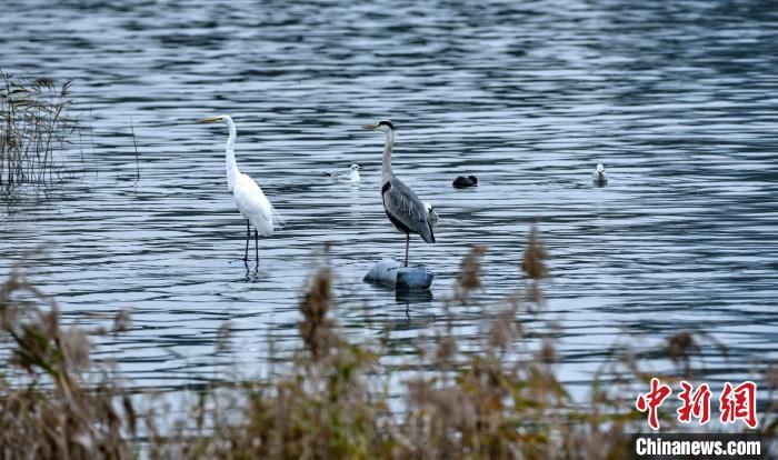 红尾鸲|万只水鸟“做客”福建宁德东湖国家湿地公园