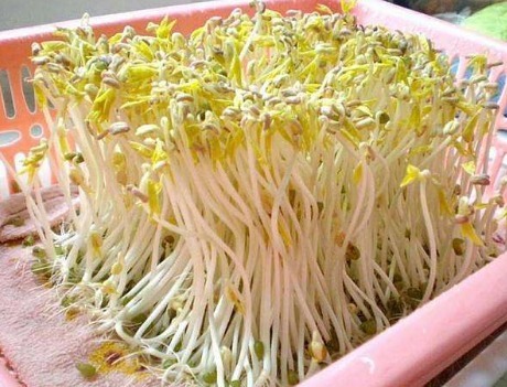 绿豆|自己在家种豆芽,1个平底锅,4天一茬,随吃随种,安全更放心