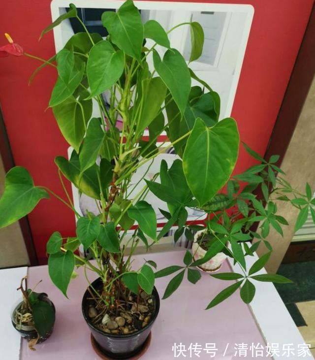 花友们|养花别光注意水、肥、光了，多小心2点，选对花盆事半功倍