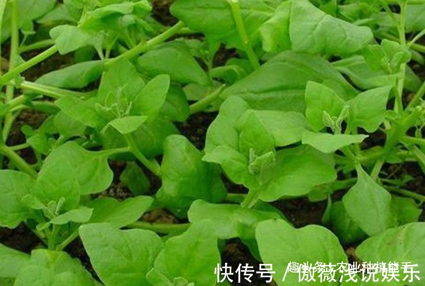 优质|番杏清热解毒、祛风消肿,营养丰富,掌握四点,种出高产优质番杏